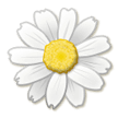 Blossom Emoji, Samsung style